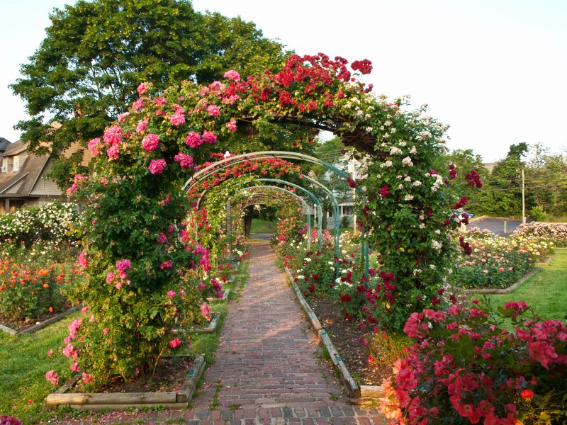 Rose Trellis Installation in Kansas City, KS