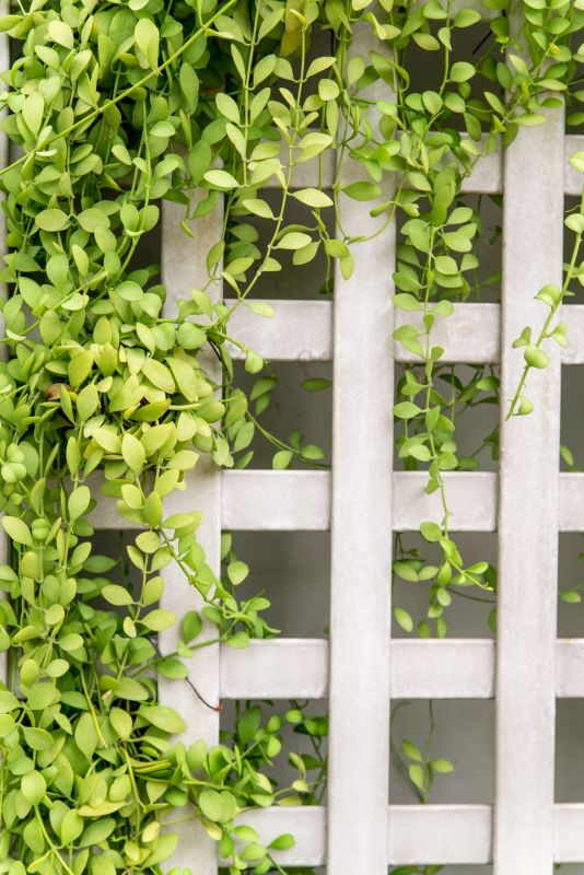 Vineyard Trellis Installation in Conroe, TX